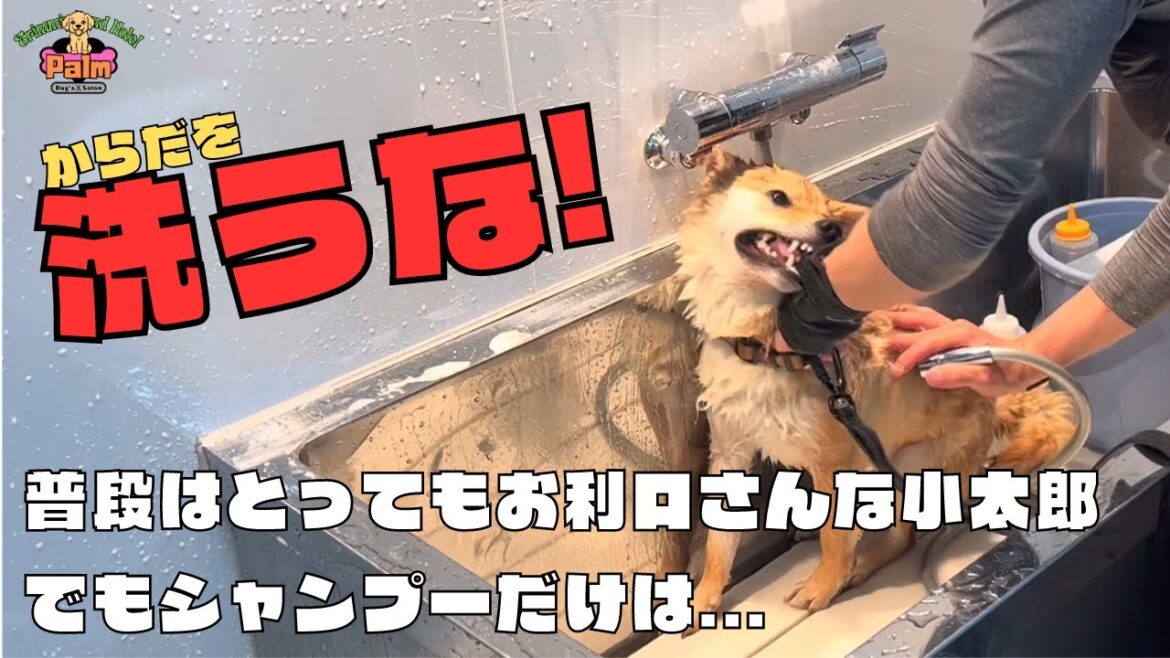 シャンプーになるとキャラ変?防具あってよかった2回目柴犬グルーミング シャンプーになるとキャラ変?防具あってよかった2回目柴犬グルーミング