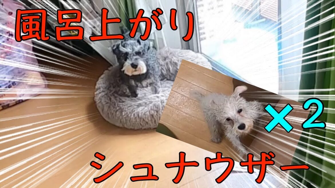 【バニポー】２匹同時にお風呂に入れると賑やか【シュナウザー】