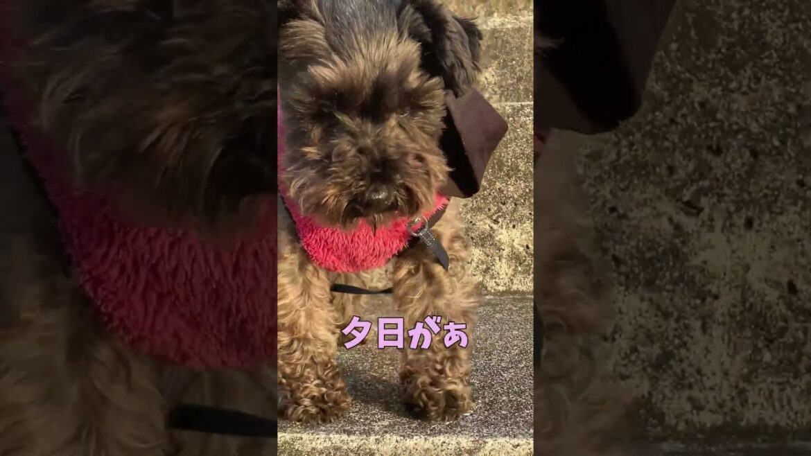 夕日と犬 【関西弁でしゃべる犬】sunset and dog#636#dog#夕日#黄昏#トイプードル#ミニチュアシュナウザー#shorts