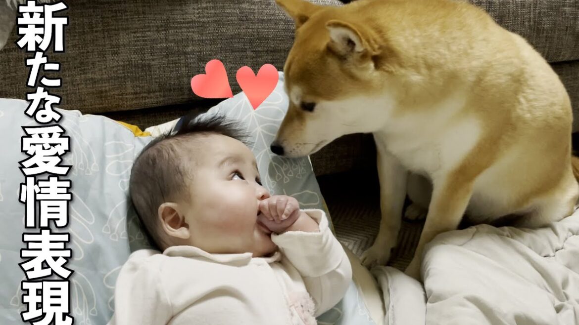 赤ちゃんを溺愛しすぎた柴犬の新しい愛情表現がこちらですw