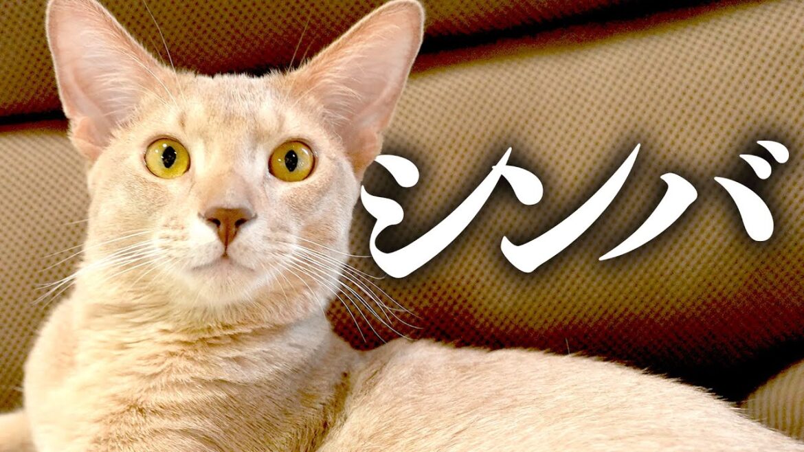【猫ちゃん総選挙】・元凶暴猫・ソマリ・シンバくん