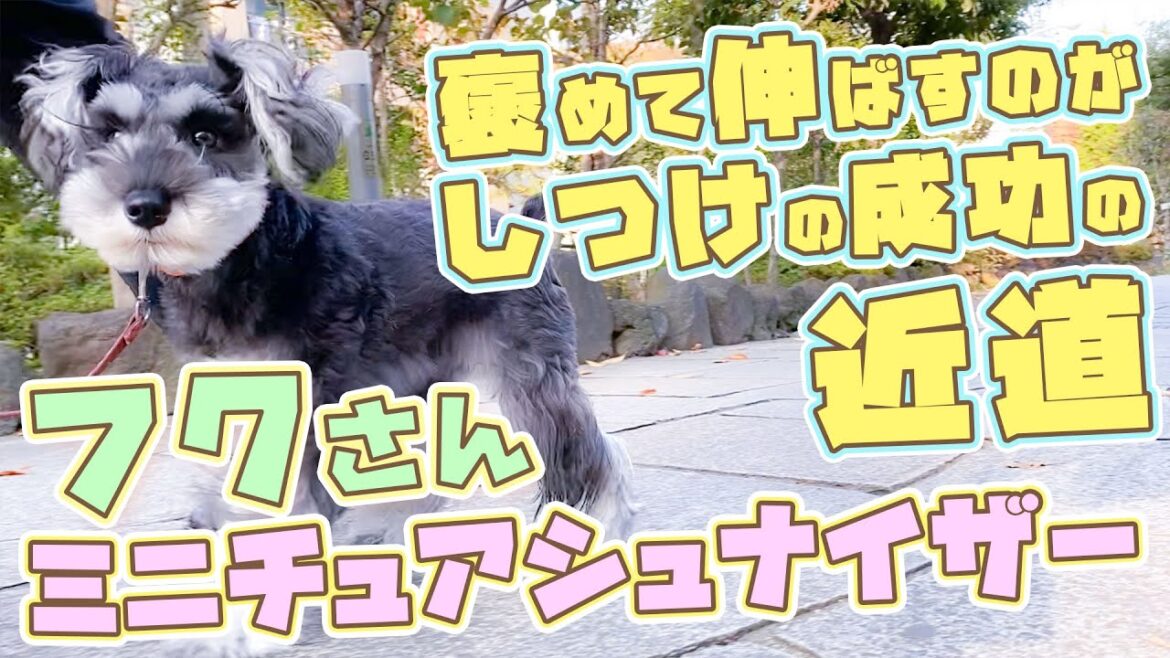 【ミニチュアシュナウザー 犬】お外のお散歩でも集中させる落ち着きとリードの扱い！屋外散歩トレーニング中のフクさんの様子を実況解説！