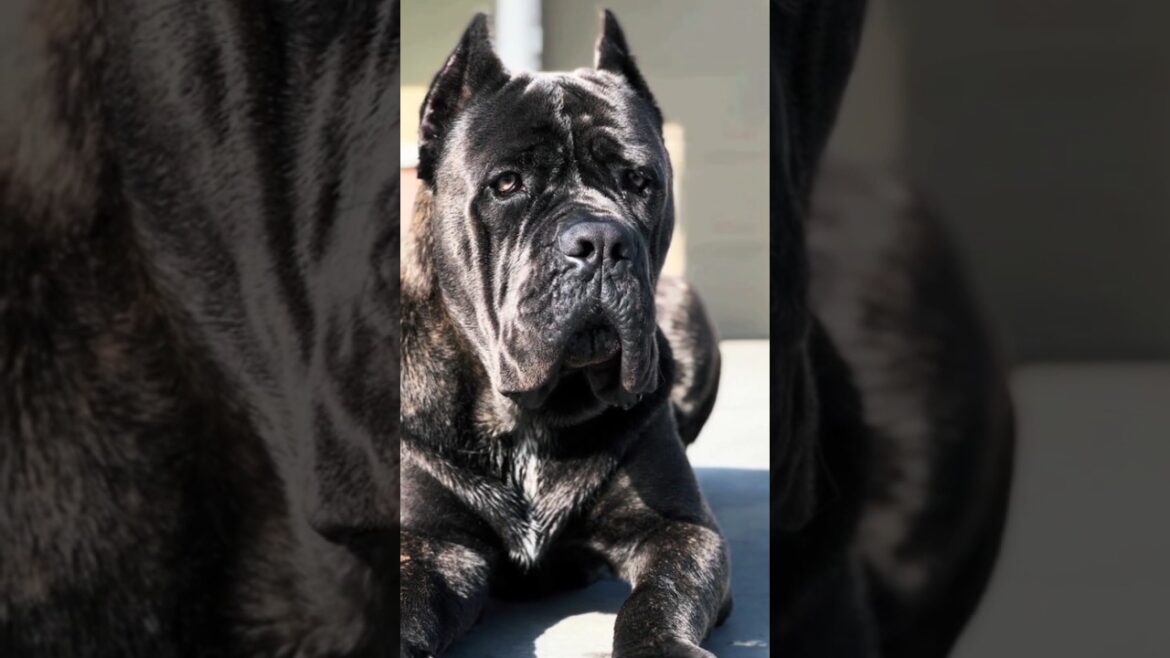 great protector 🚨 // best guard dog 🛑 #shorts #short #canecorso #presacanario #doberman #repost