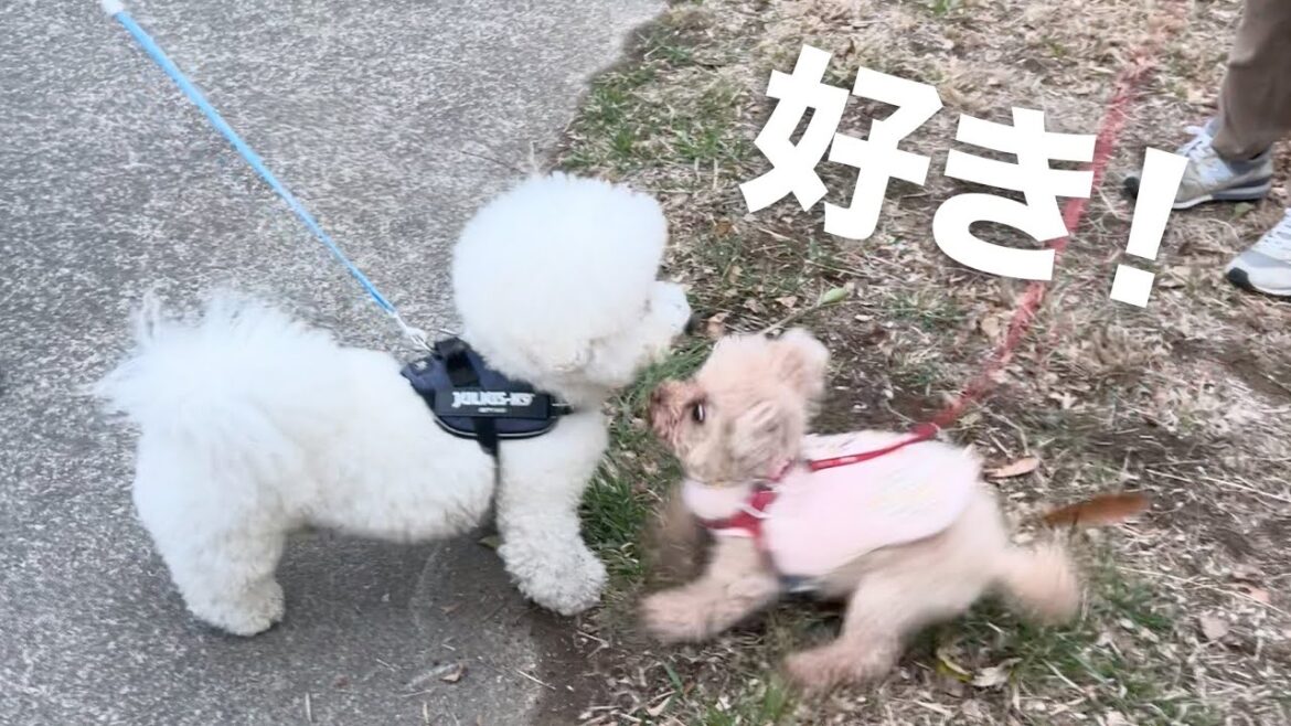 大好きな男子に会った時のトイプードル女子