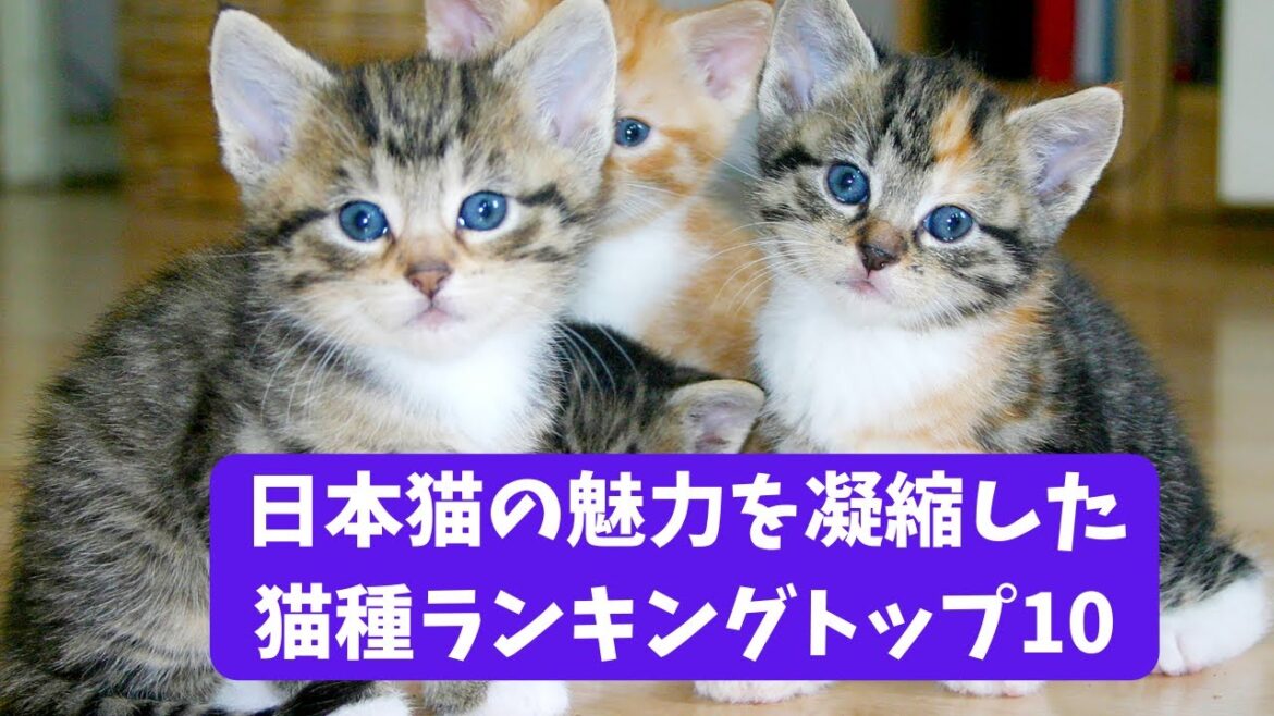 可愛さ満点！日本猫の魅力を凝縮した猫種ランキングトップ10