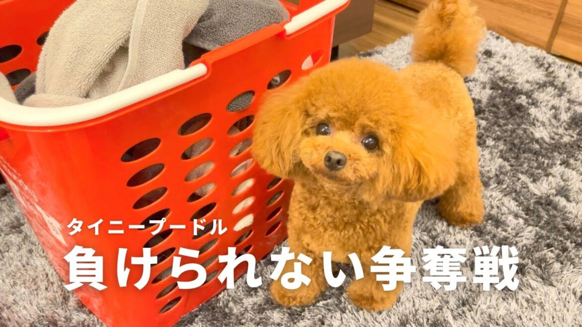 甘えん坊トイプードルのいる部屋で洗濯物畳むと大体こうなります