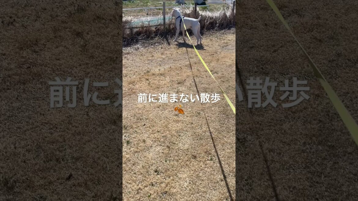 風が強いとこうなりがち　ボクサー犬