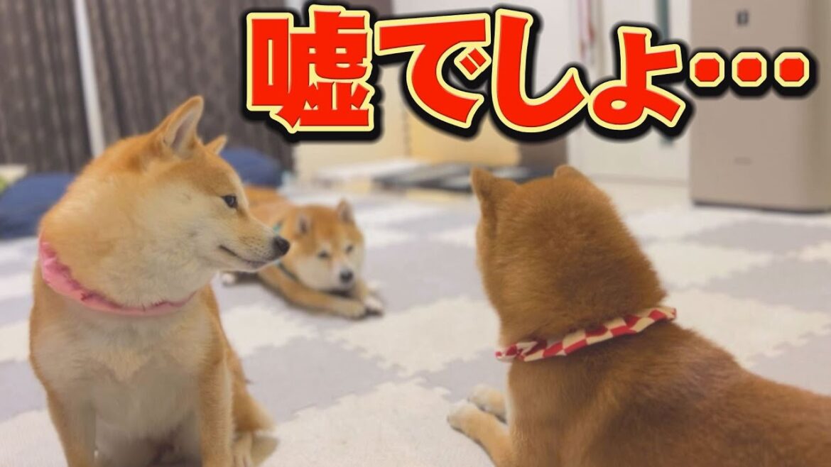 この直後、左側に座る妹柴犬に恐怖が襲います・・・
