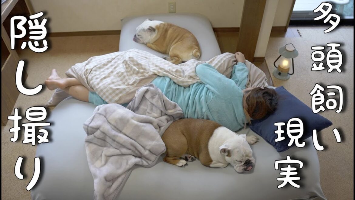 【隠し撮り】ブルドッグ多頭飼いの超絶リアルな生活がこちら…