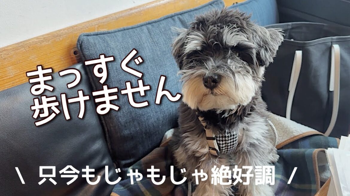 【ミニチュアシュナウザーの日常】真っ直ぐな道を選ばない生き方