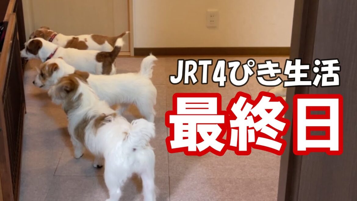 【ジャック4ぴき生活】最終回！急に静かになっちゃって寂しいんです