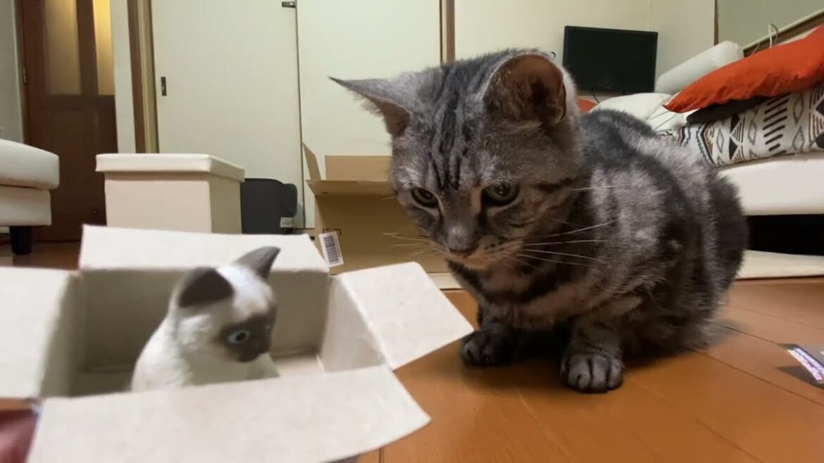 段ボールでまちぼうけのシャムミックス子猫が気になるねこ。