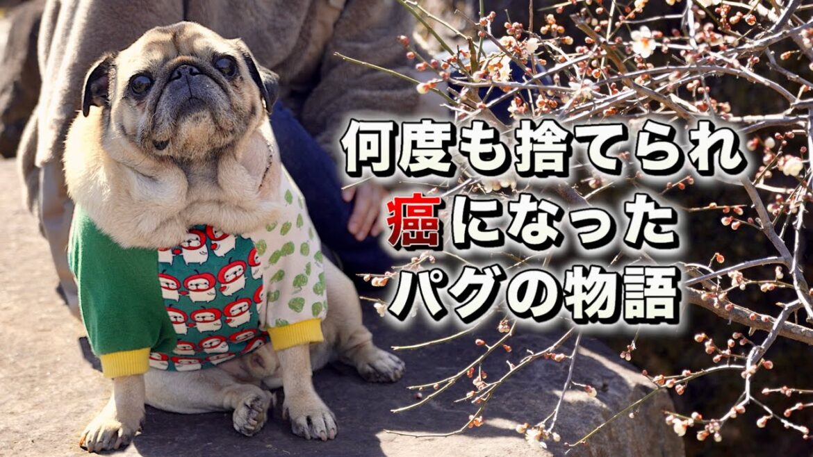【田舎暮し5年でどうなった?】癌のグレード判定結果/ストーカー犬誕生の時と変化/PUG LIFE vlog 【田舎暮し5年でどうなった?】癌のグレード判定結果/ストーカー犬誕生の時と変化/PUG LIFE vlog