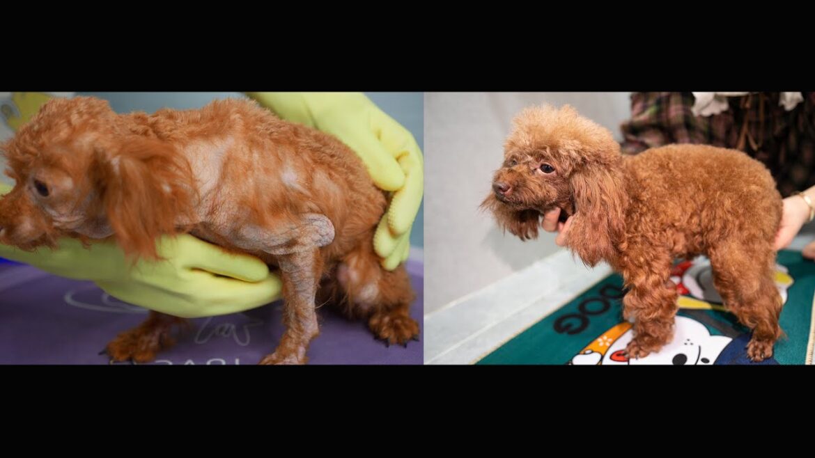 保護犬の桜ちゃんの毛の状態について報告・信じられないくらい変わった! 保護犬の桜ちゃんの毛の状態について報告・信じられないくらい変わった!