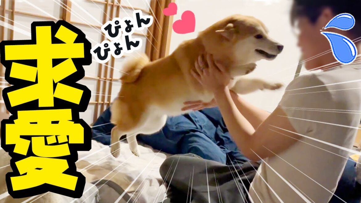 大好きな兄たんが妹犬を可愛がると嫉妬心で感情が爆発し好きアピールが止まらない姉柴犬ちくわ