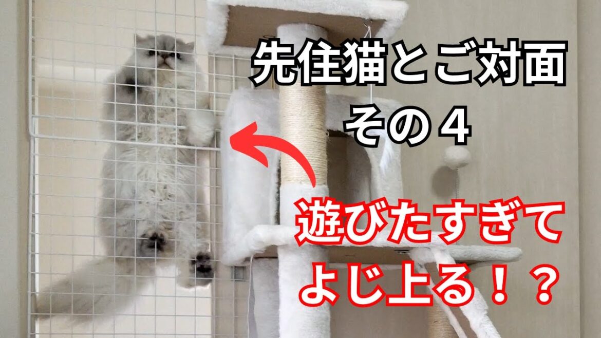 【ペルシャ猫】先住猫とのご対面！その４