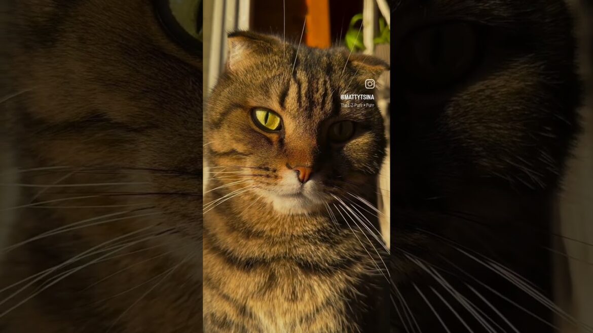 brown ๐ค cat video #youtubesearch #trendingvideo #shortvideo #cat #viralvideo #trending #catnoises brown ๐ค cat video #youtubesearch #trendingvideo #shortvideo #cat #viralvideo #trending #catnoises