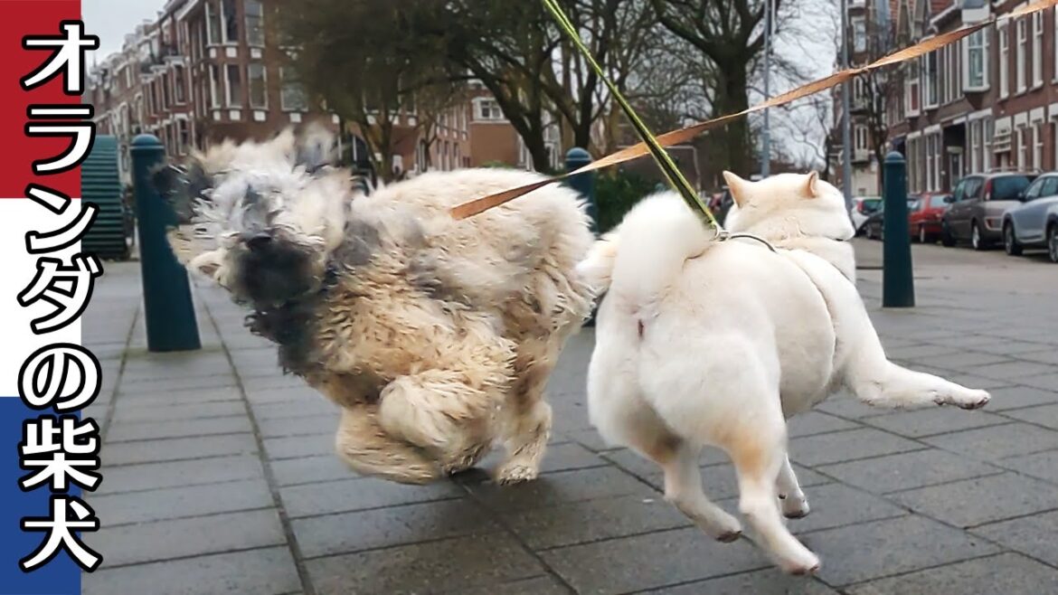 柴犬柿丸 もっふもふビアデッドコリーと柴犬【オランダ / 環境音 / 4K】Kaki-Maru the Shiba Inu