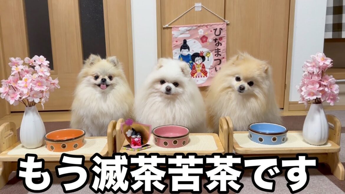 3姉妹とひな祭りパーティーしたら大変なことになりました