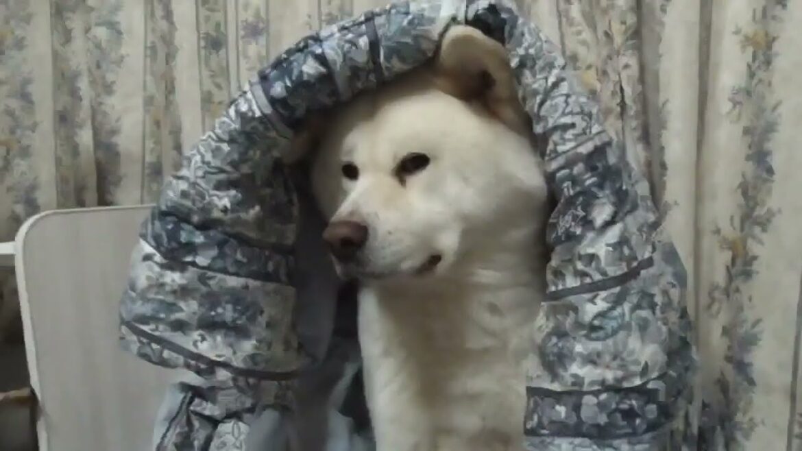 【秋田犬ゆうき】とても優しい飼い主が夜はまだ寒いからとお布団を掛けてくれたので嬉しい♪【akita dog】