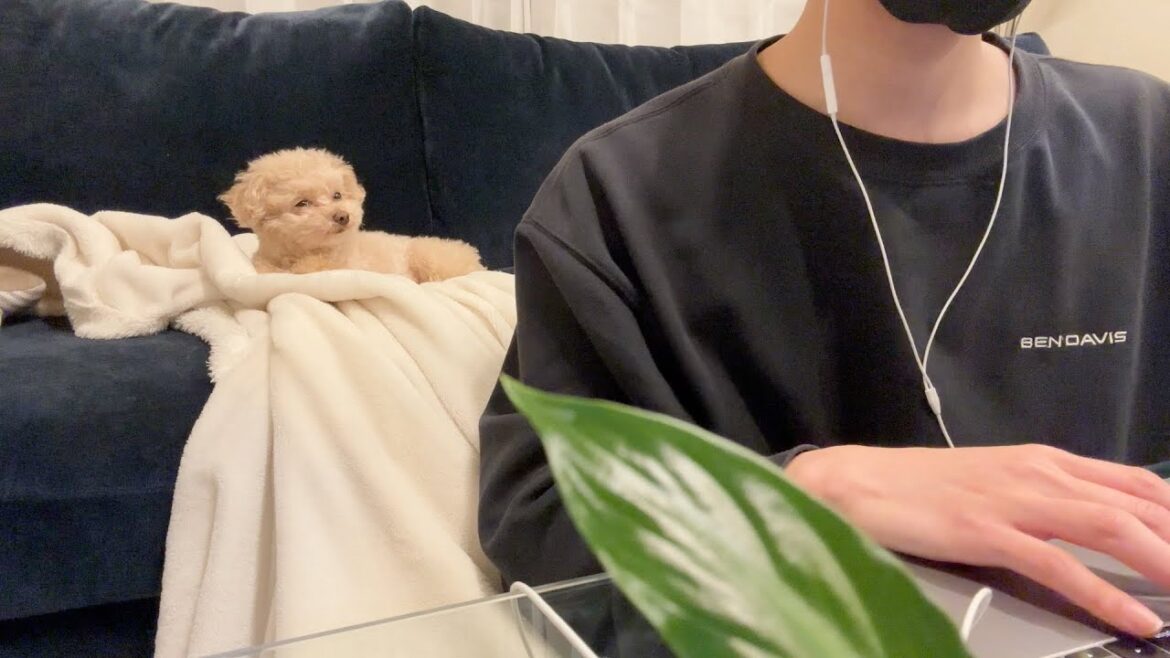 それぞれ仕事がある小殿と飼い主