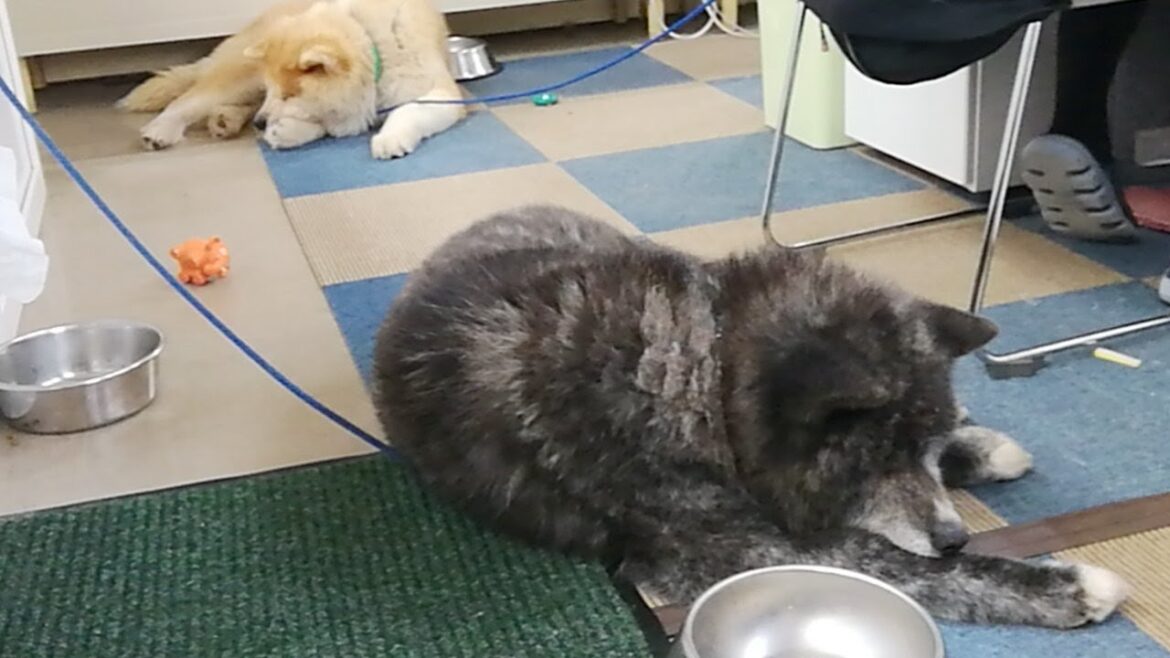 秋田犬会館配信！