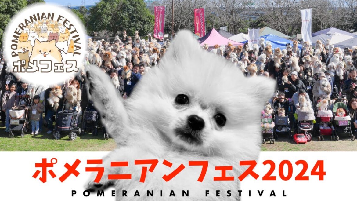 ポメラニアンフェスティバル2024に参加してみた