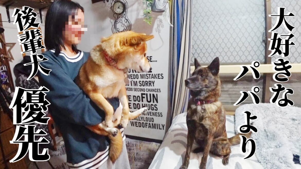 過保護すぎ！後輩柴犬の鳴き声を聞くと大好きなパパより後輩犬優先！！な甲斐犬【柴犬・甲斐犬】
