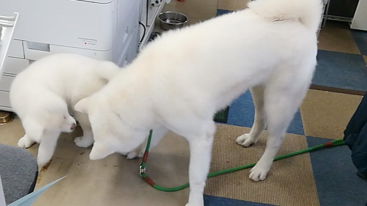 わさび配信！