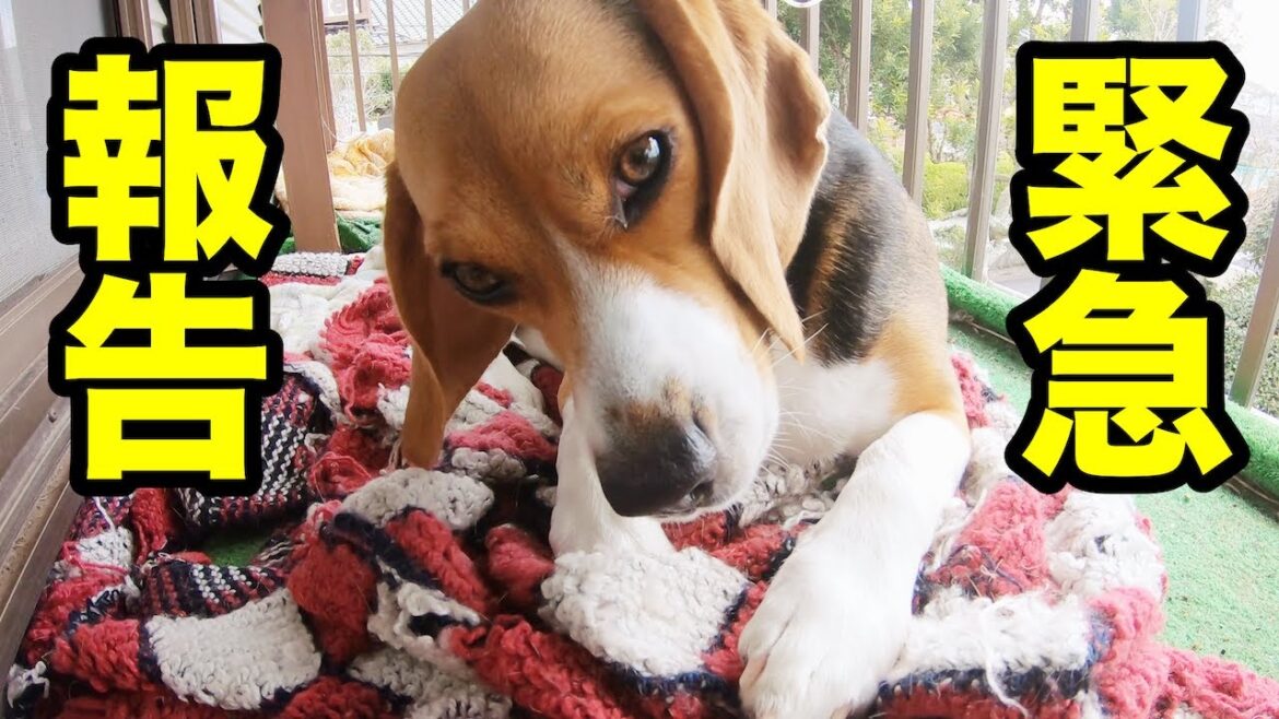 【悲報】我が家のビーグル犬１頭に悲劇がおきたので報告します