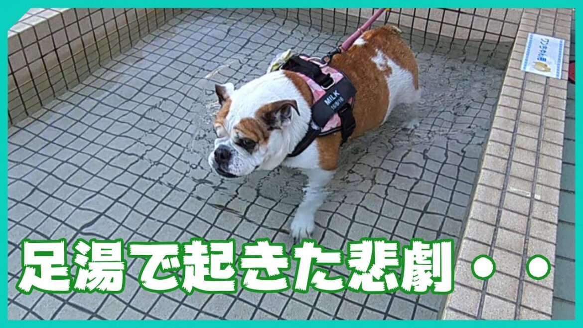 【箱根駅伝ドライブ】ブルドッグと40代夫婦の車中泊旅【ワンコと入れる足湯】