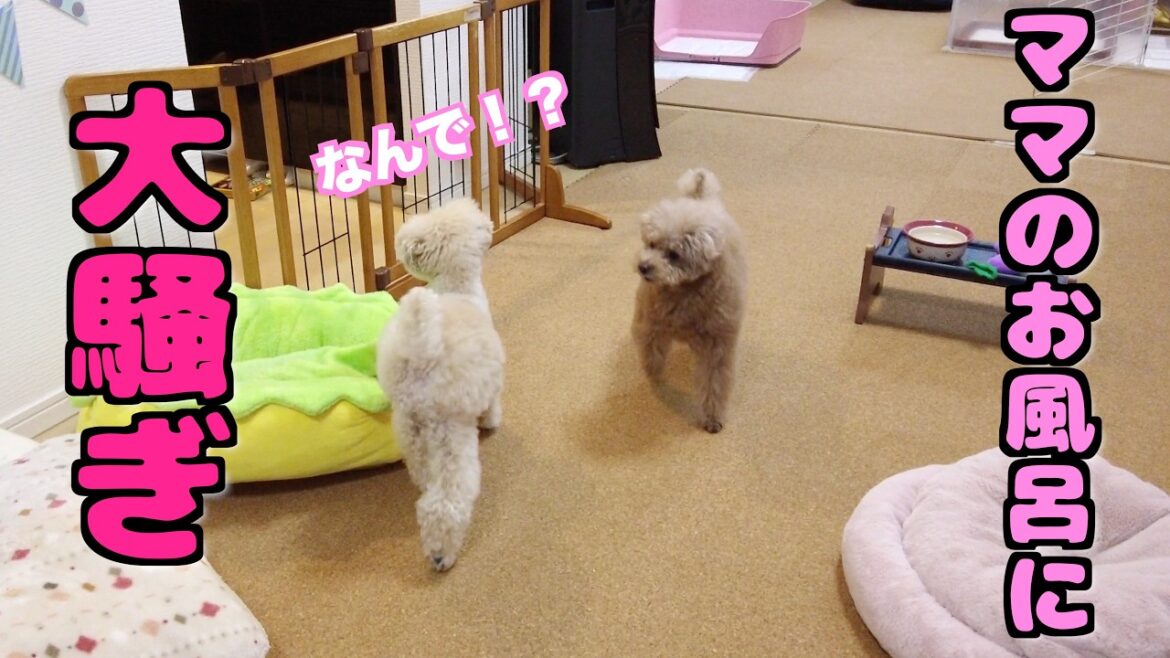 ママがお風呂から出ただけでお祭り騒ぎになる愛犬たち【トイプードル】