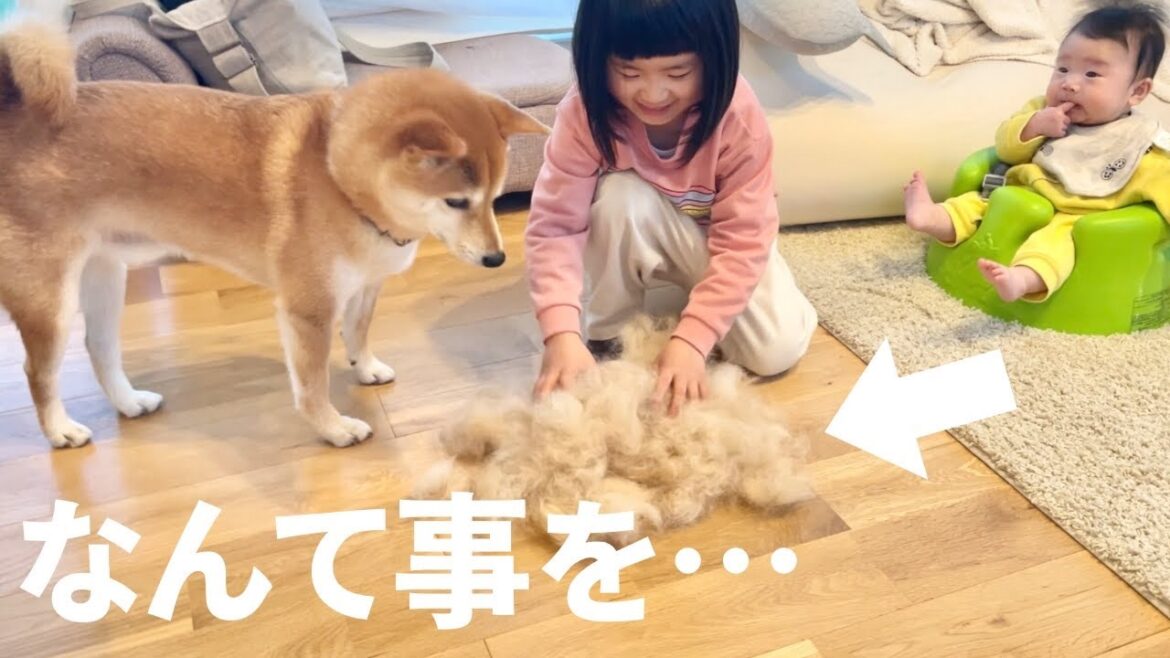 自分の抜け毛が4歳児に再利用されあたふたする柴犬