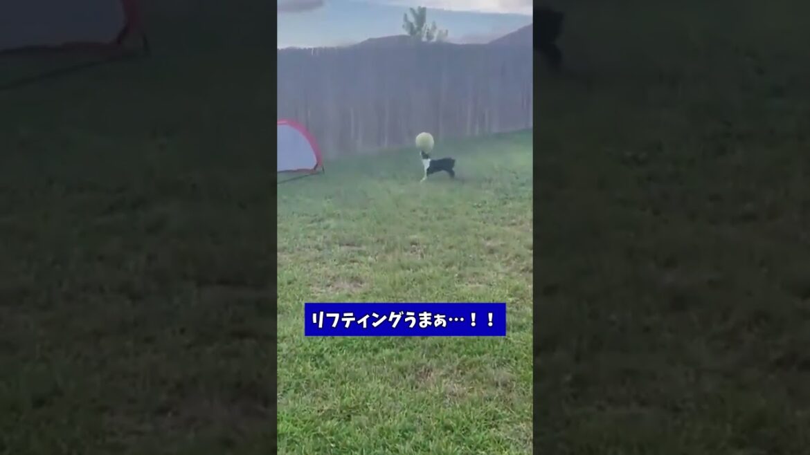 ボストンテリア見て癒されたら寝ろｗｗｗ #動物 #犬 #2ch動物スレ