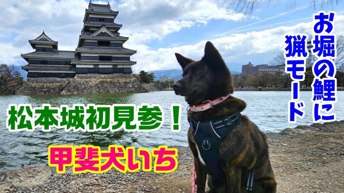 松本城初見参-　甲斐犬いち