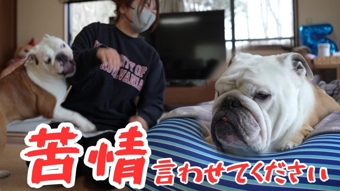 親愛なる妹犬へ…度重なる苦情により玩具遊びが出来なくなりました…