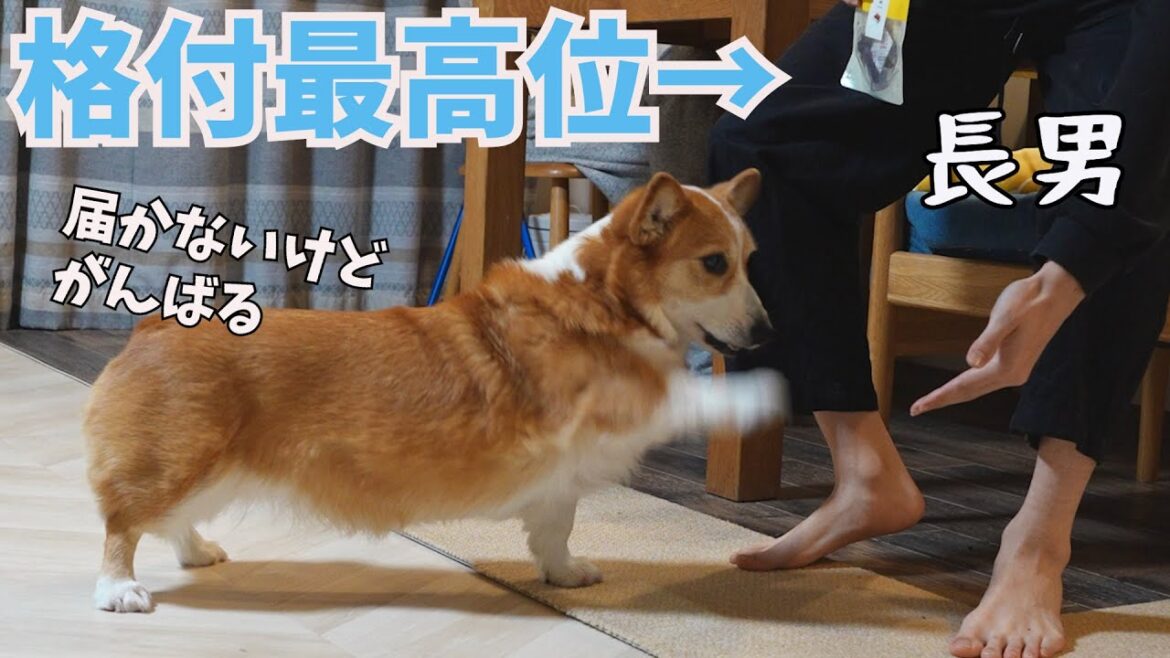 格付け最高位の長男の指示には全力で従うコーギー犬
