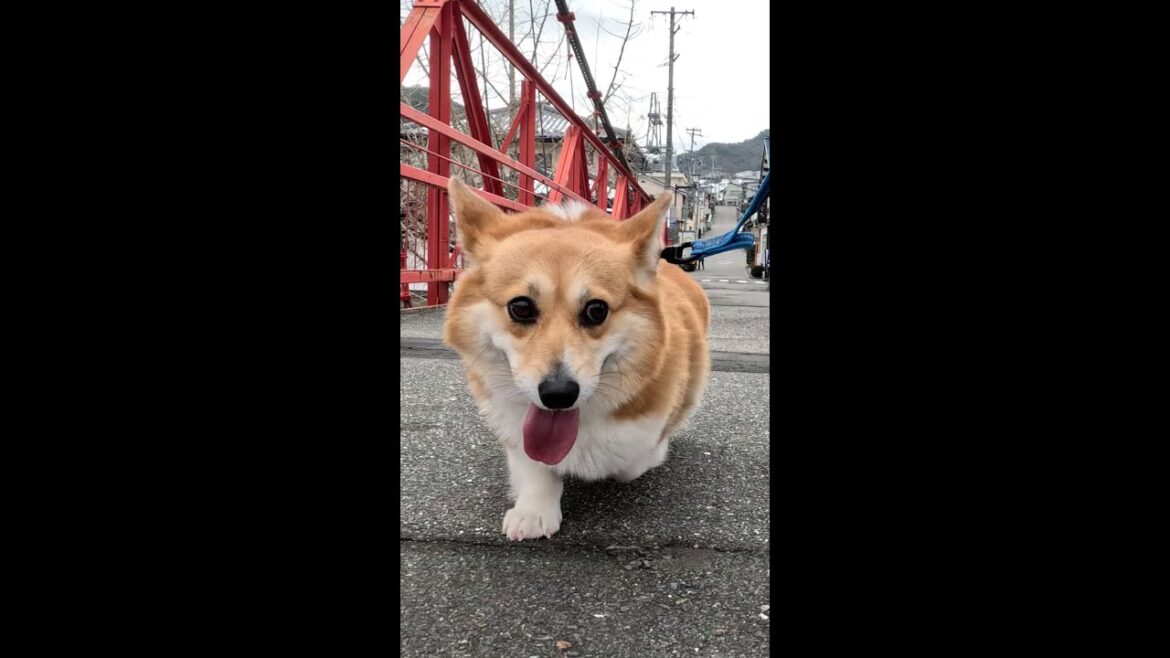 赤い橋を渡ったコーギー / Corgi crossing the red bridge #コーギー #サクラ #赤い橋