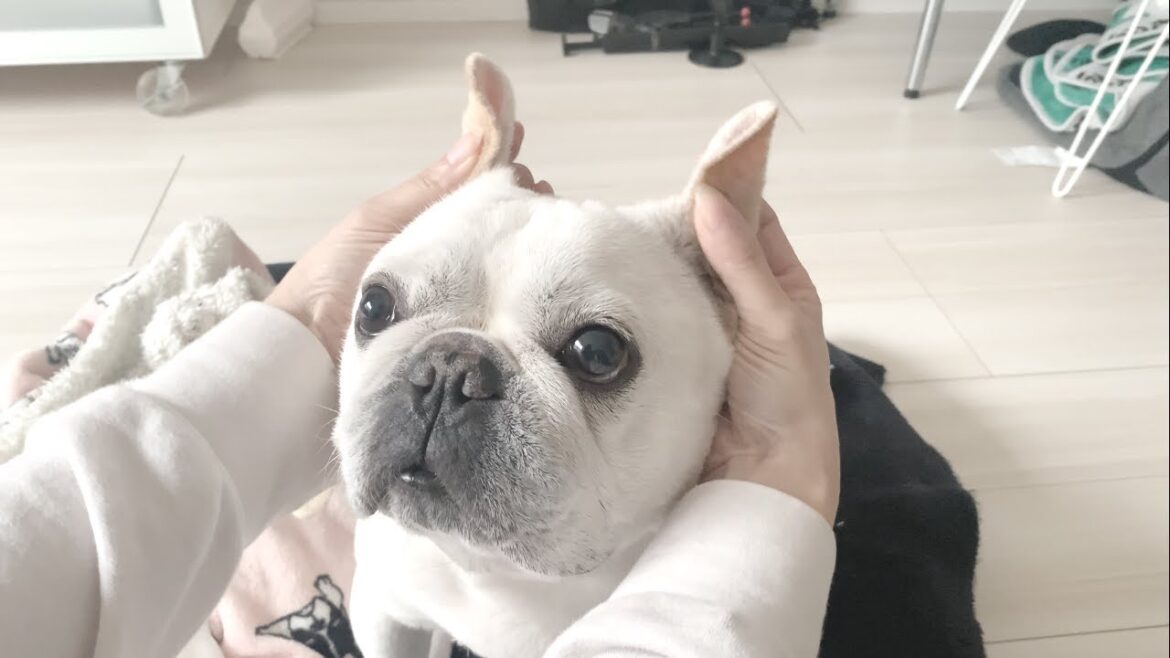 たまには素直に言うこと聞いてやるか！【フレンチブルドッグ frenchbulldog】