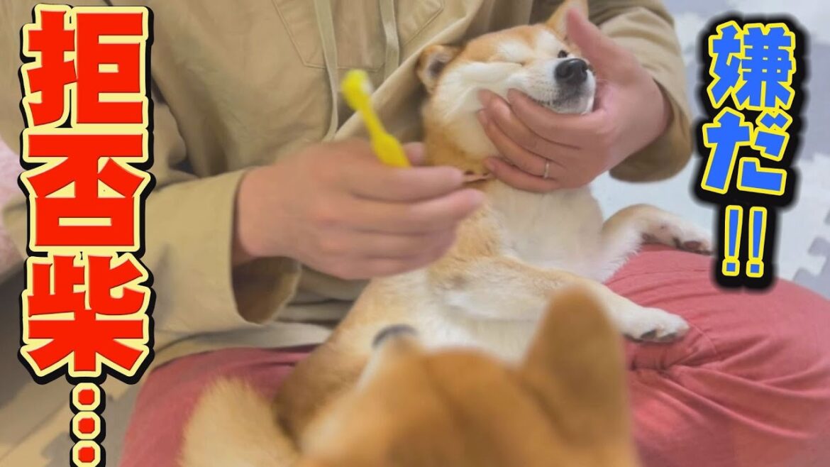 もうお手上げ？拒否り方が可愛すぎる妹柴犬にタジタジになる飼い主・・・