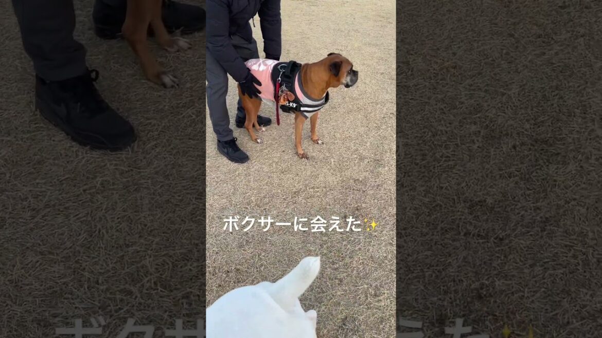え⁈え⁈ボクサーぁぁああ✨　ボクサー犬