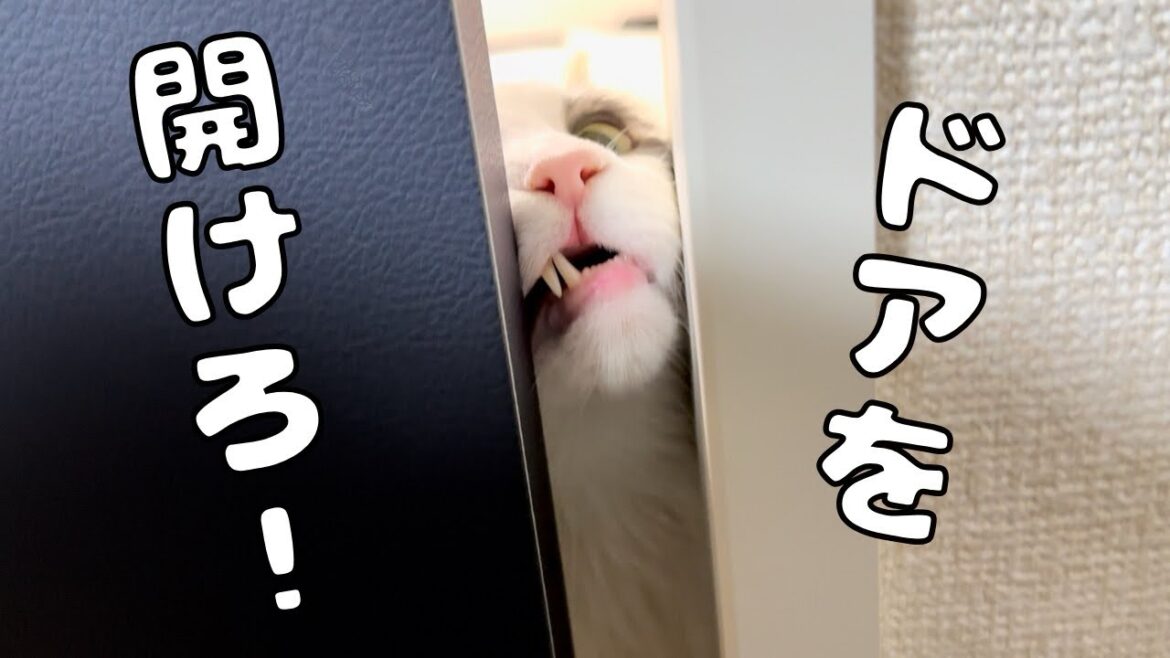 ドアを閉められると寂しくて鳴き叫ぶ猫【メインクーン】