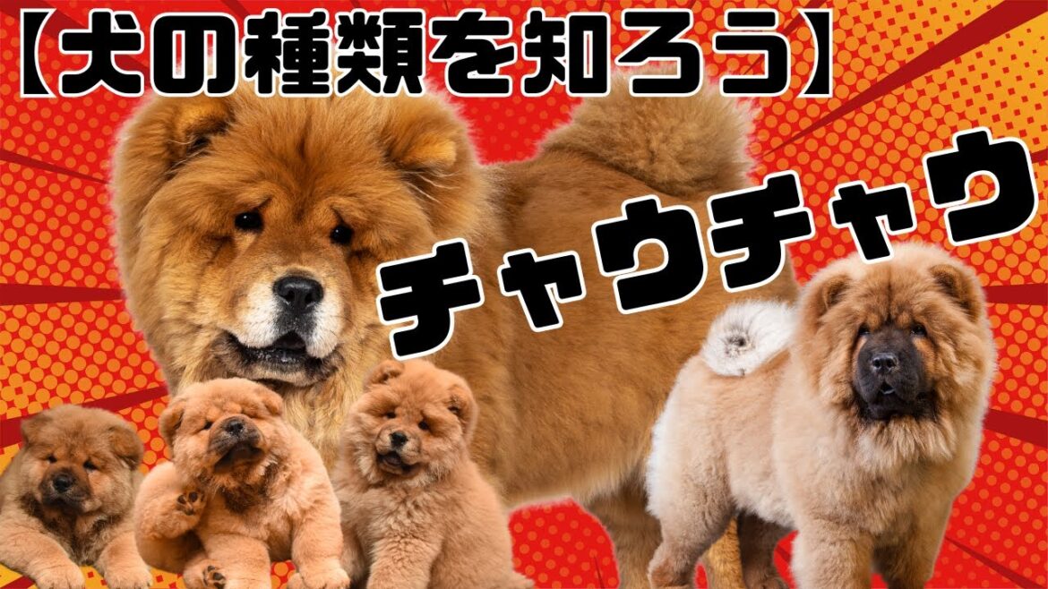 【犬の種類を知ろう】チャウチャウ