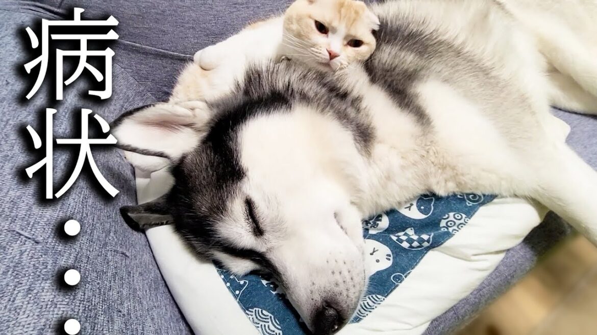 病状の経過報告...