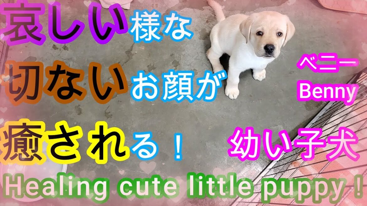 哀しく切ないお顔の癒し系🐶可愛い子犬♪ラブラドールレトリーバーベニーThe face of the healing puppy is so cute.Labrador retriever, Benny