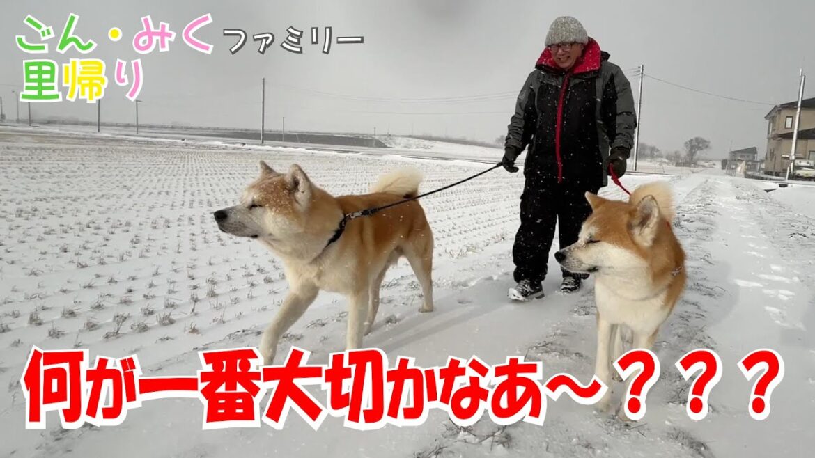 何が一番大切かなあ～？？？　ごん・みくファミリー里帰り♡　秋田犬【ごん・みく チャンネル】