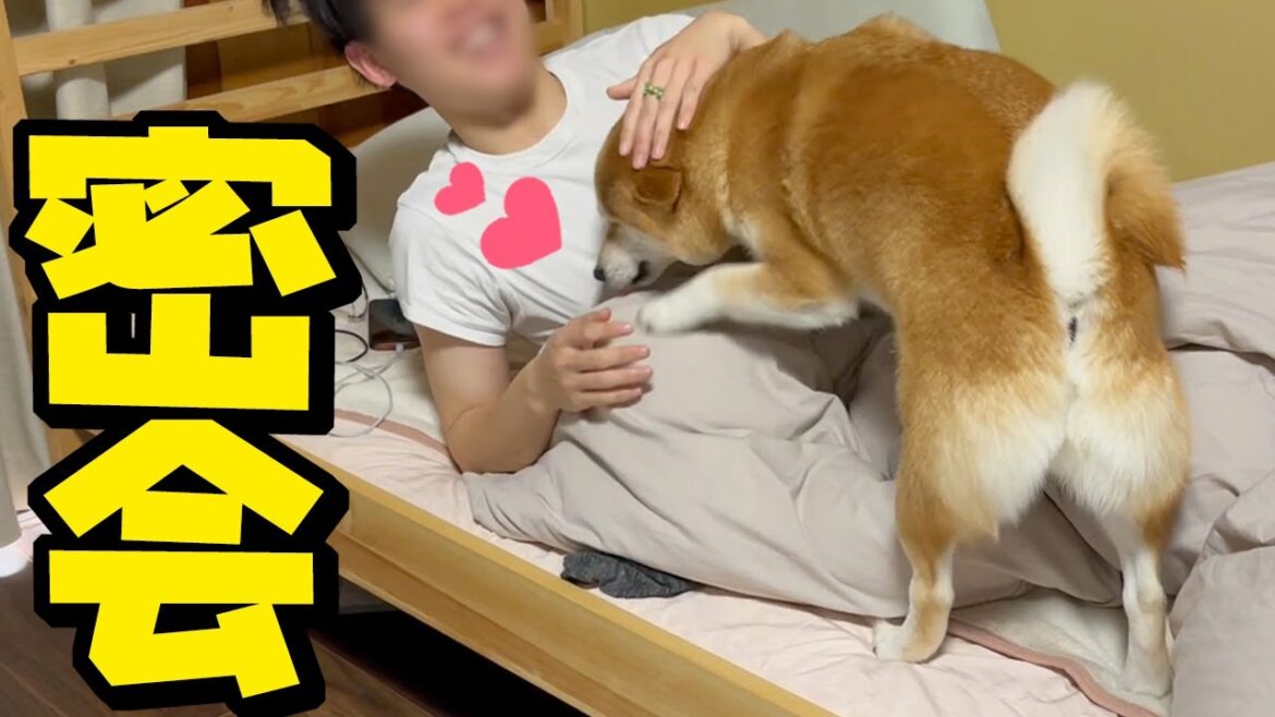 妹柴犬に隠れて大好き兄たんとイチャつくあざと賢い姉柴犬