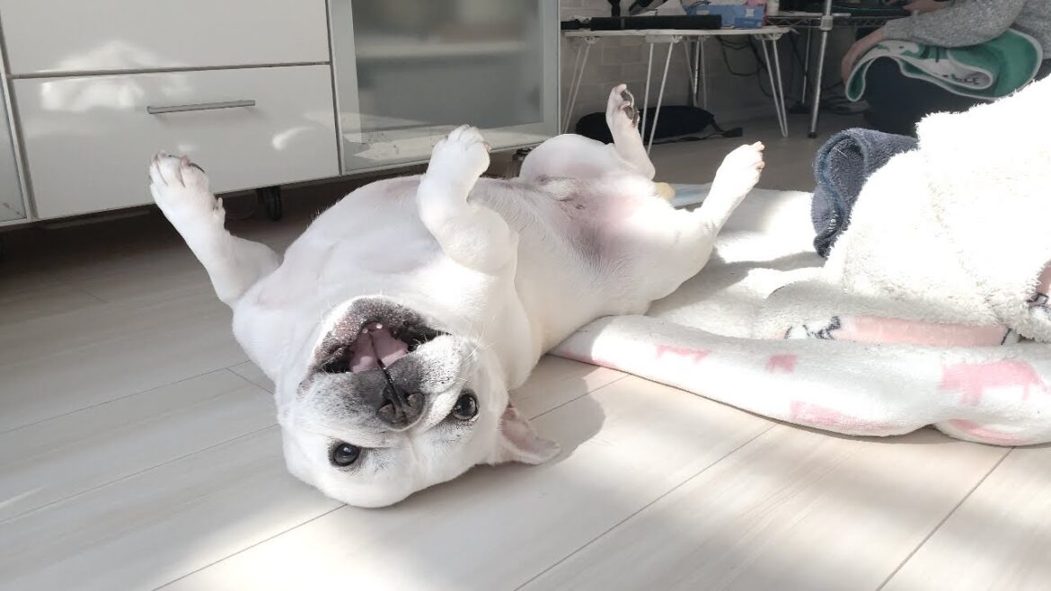友達を隠し撮りしたらこんな顔してたｗ【フレンチブルドッグ frenchbulldog】