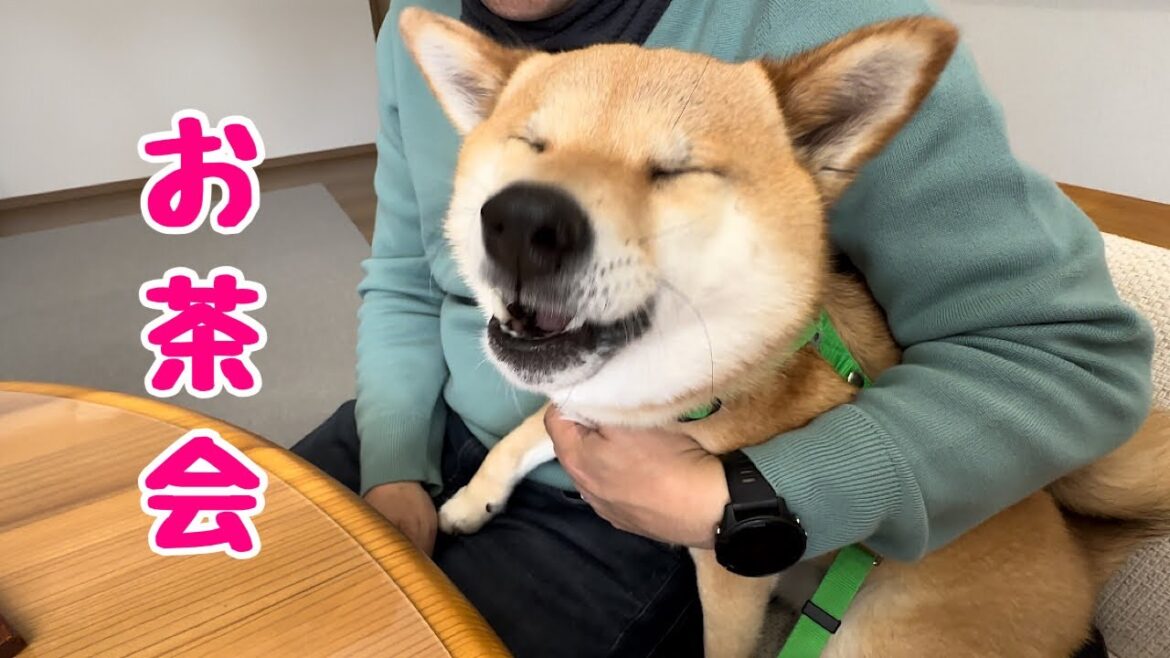 お友達の自宅でよそ行きの雰囲気を出しつつも、おやつをもらうといつもの素が出てしまう柴犬が可愛い お友達の自宅でよそ行きの雰囲気を出しつつも、おやつをもらうといつもの素が出てしまう柴犬が可愛い