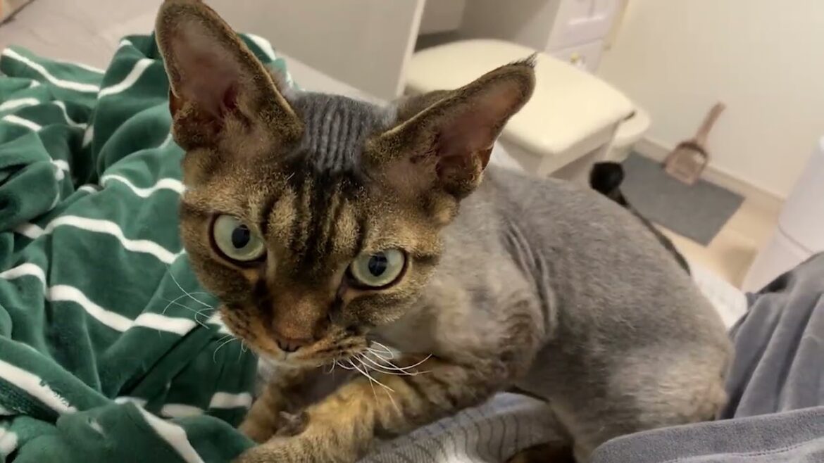デボンレックス弟が一所懸命ふみふみしています(Devon Rex cat making biscuits) デボンレックス弟が一所懸命ふみふみしています(Devon Rex cat making biscuits)